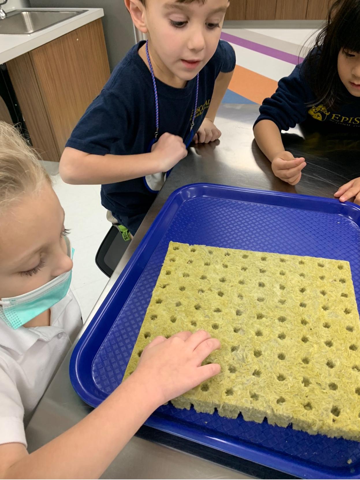 Planting seeds for the greenhouse